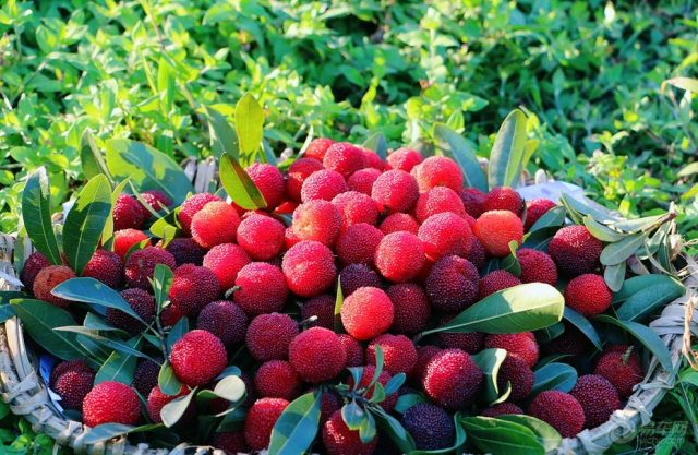 src=http://www.nebawang.cn/skin/Qi/image/nopic.gif